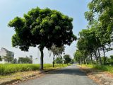 Bán 200m2 Đất Nền Biệt Thự Kdc Phú Xuân Vạn Phát Hưng Đã Có Sổ Riêng